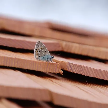 L'Insolite Jurassienne Dompierre-sur-Mont Exterior foto